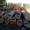 Gỗ Teak