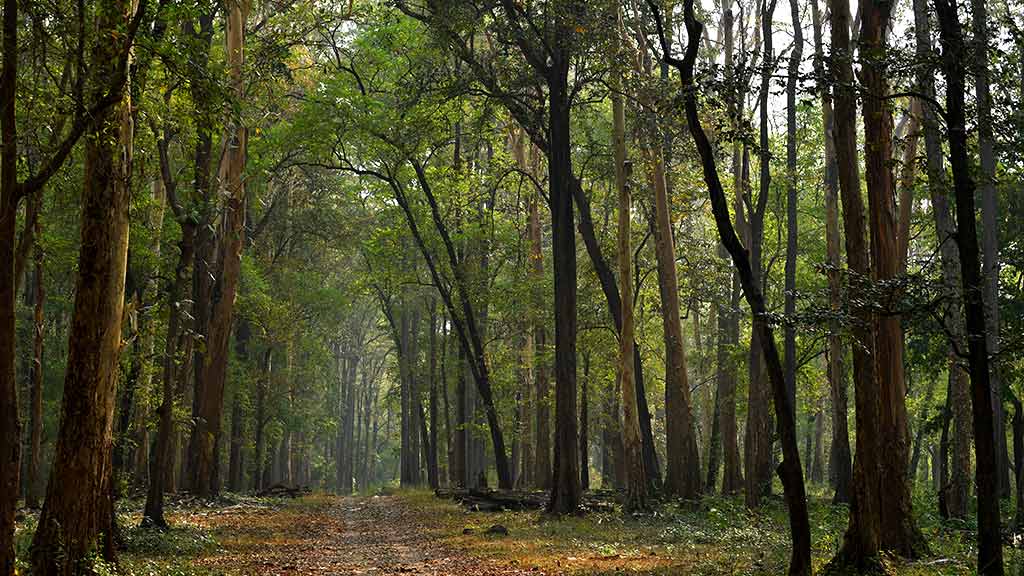 Rừng gỗ tếch (gỗ teak - gỗ giá tỵ - gỗ báng)