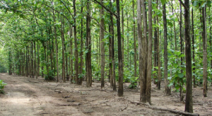 VÌ SAO NƯỚC NGOÀI ƯA CHUỘNG GỖ TEAK?