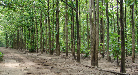 Gỗ teak là gì , đặc điểm ứng dụng của gỗ teak