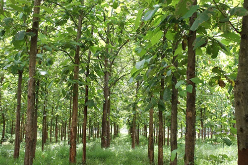 GỖ TEAK 35 GỖ TEAK
